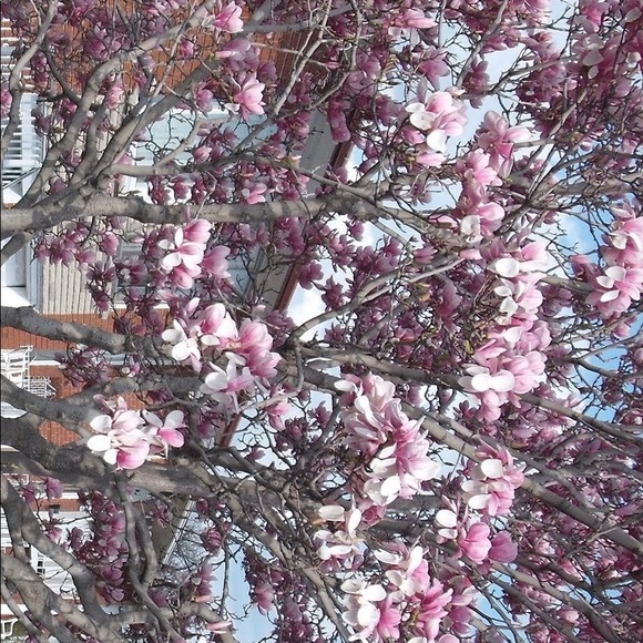 Meet your Posher, Nancy - Picture 1 of 1